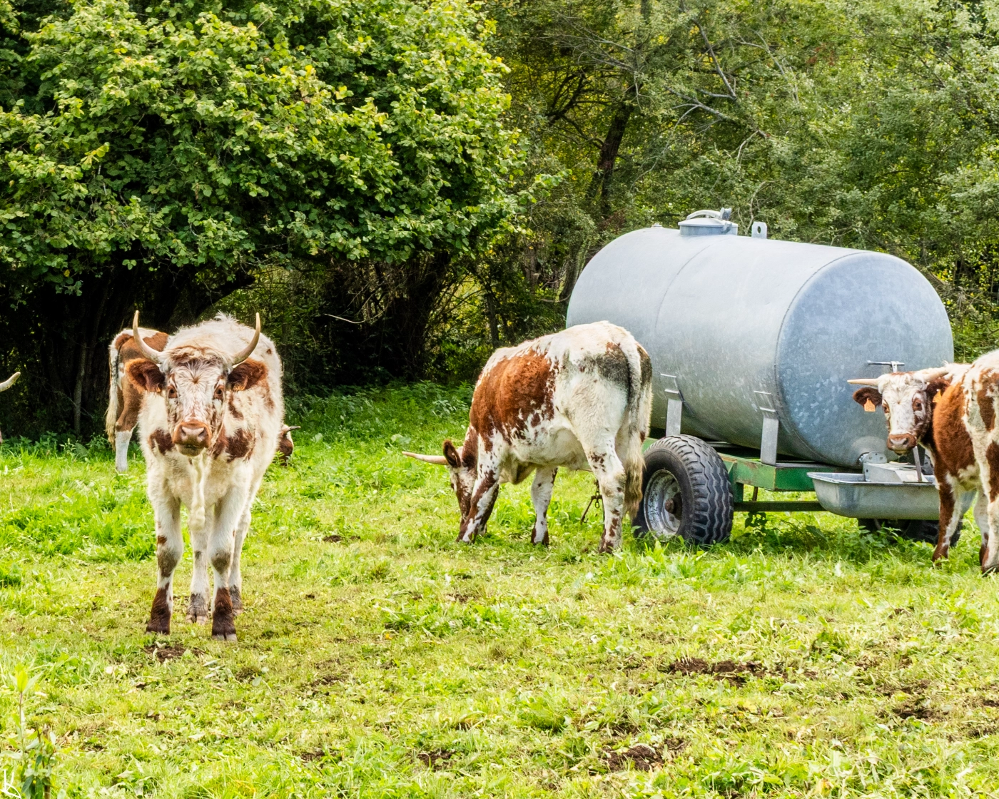 Voissieux - les vaches